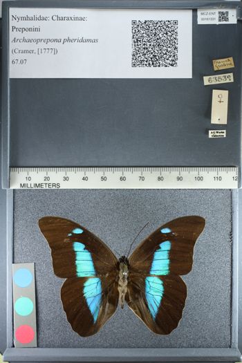 Media type: image;   Entomology 161331